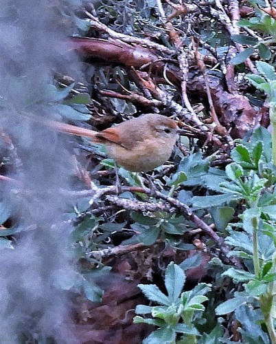 Tawny Tit-Spinetail (Sylviorthorhynchus yanacensis), photo 9