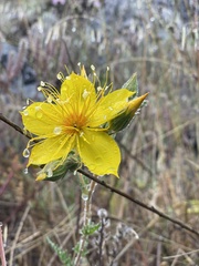 Mentzelia lindleyi