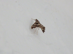 Sisyracera inabsconsalis
