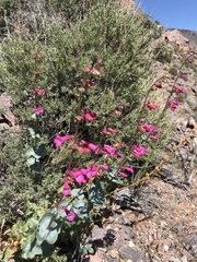 Penstemon stephensii