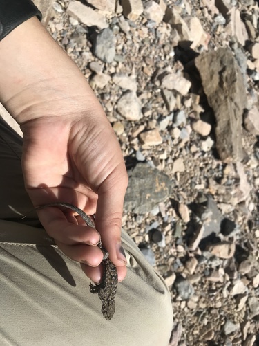 Ornate Tree Lizard