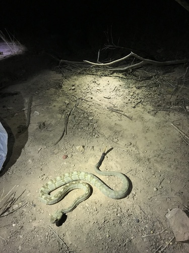 Eastern Black-tailed Rattlesnake