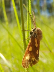 Arctia aulica