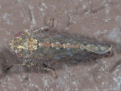 Paraphlepsius irroratus