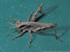 Melanoplus cinereus