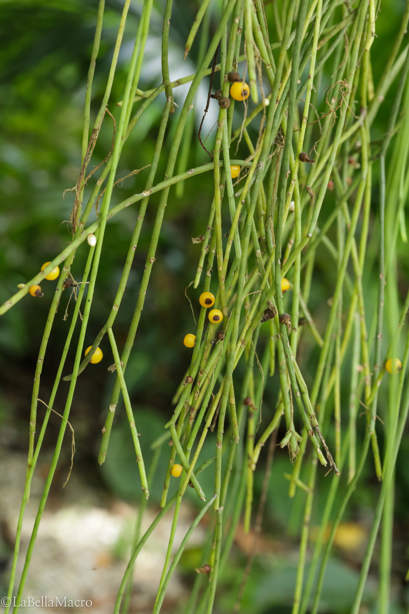 Rhipsalis puniceodiscus