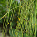 Rhipsalis puniceodiscus - Photo (c) Maria Isabel Weyermanns, some rights reserved (CC BY-NC), uploaded by Maria Isabel Weyermanns