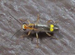 Malthinus difficilis