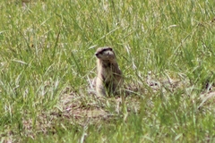 Urocitellus beldingi