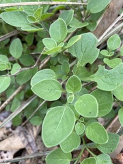 Salpichroa origanifolia