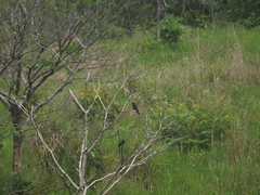 Crotophaga sulcirostris