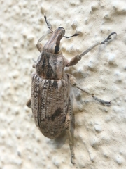 Asproparthenis punctiventris