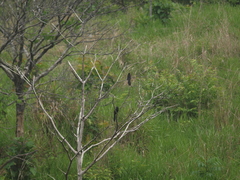Crotophaga sulcirostris