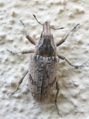 Asproparthenis punctiventris