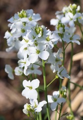 Cardamine dentata