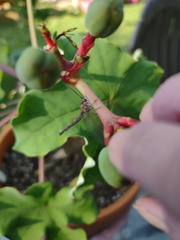 Ululodes macleayanus