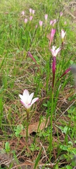 Zephyranthes