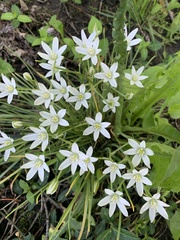 Ornithogalum umbellatum