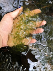 Oophila amblystomatis