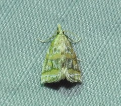 Leptosteges flavifascialis