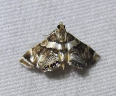 Neargyractis slossonalis