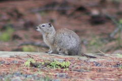 Urocitellus beldingi