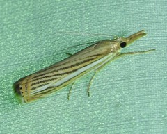 Crambus multilinellus