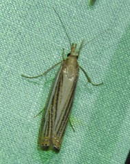 Crambus multilinellus