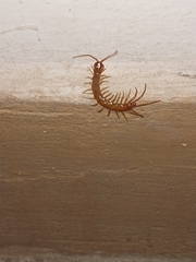 Lithobiomorpha
