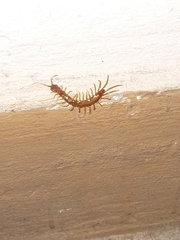 Lithobiomorpha