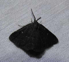 Prosoparia floridana