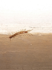 Lithobiomorpha