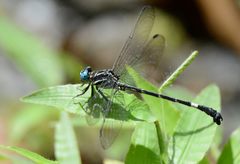 Epigomphus pechumani