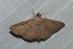 Antiblemma perva