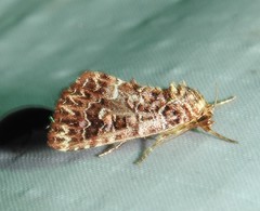 Callopistria granitosa