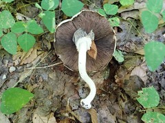 Agaricus leptocaulis
