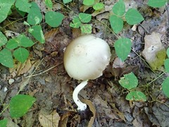 Agaricus leptocaulis