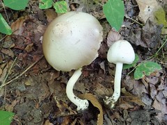 Agaricus leptocaulis