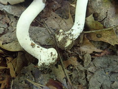 Agaricus leptocaulis