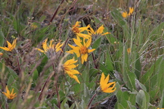 Balsamorhiza serrata