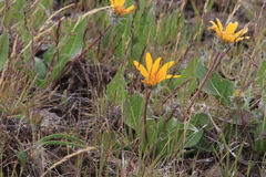 Balsamorhiza serrata