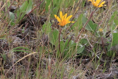 Balsamorhiza serrata