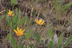 Balsamorhiza serrata
