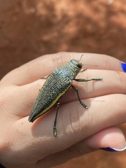 Psiloptera olivieri