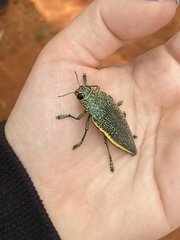 Psiloptera olivieri