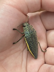 Psiloptera olivieri