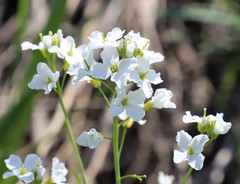 Cardamine dentata