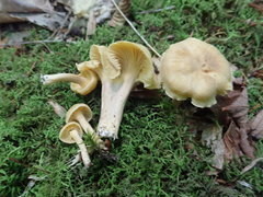 Cantharellus appalachiensis