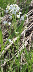 Cardamine dentata