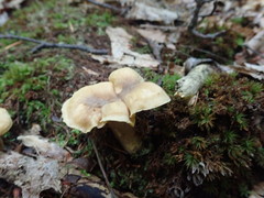 Cantharellus appalachiensis